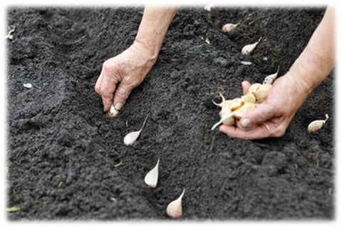 Planting garlic cloves in spring