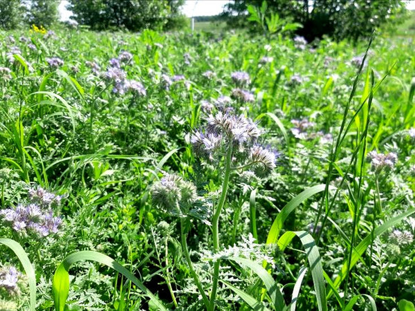 Pollinator Cover Crop