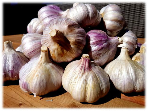 Purple Stripe Garlic Bulbs