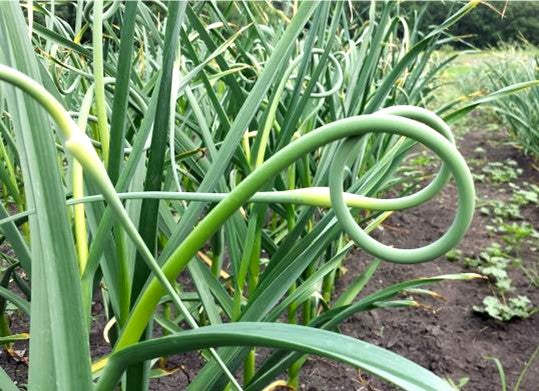 Garlic Scape