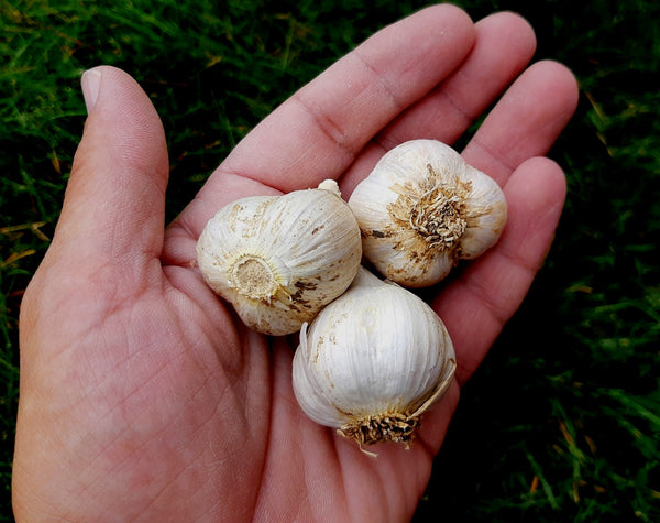 Small Garlic Bulbs