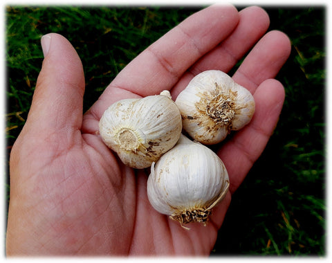 Small Garlic Bulbs