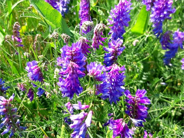 Vetch Garden Cover Crop