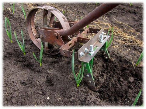 Wheel hoe weeding between two rows of garlic