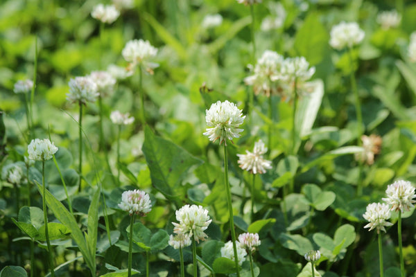 White Clover Lawn