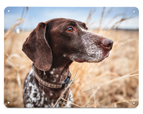 A magnetic board, metal wall art panel with a photo of a brown pointer dog in a wheatfield