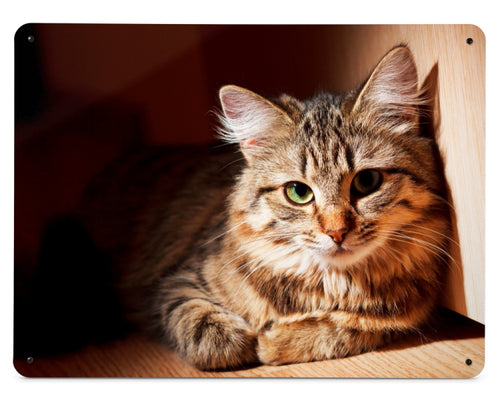 A magnetic board, metal wall art panel printed with a cute long haired tabby cat