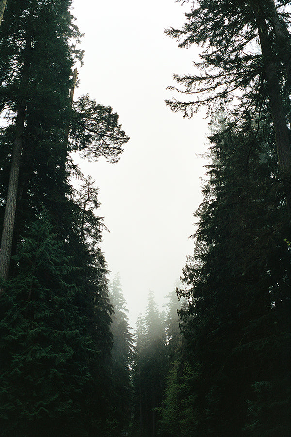 Forest, shot by Maranda on his Pentax