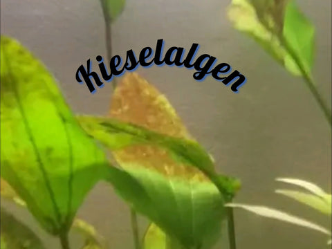 Kieselalgen im Aquarium