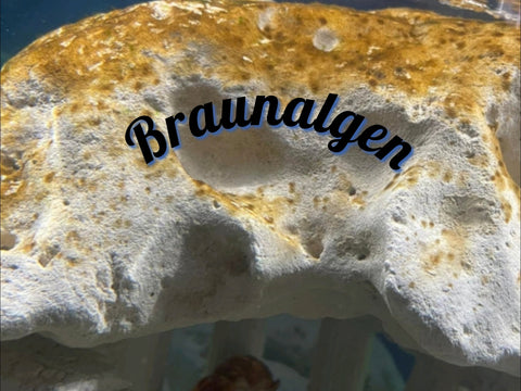 Braunalgen im Aquarium