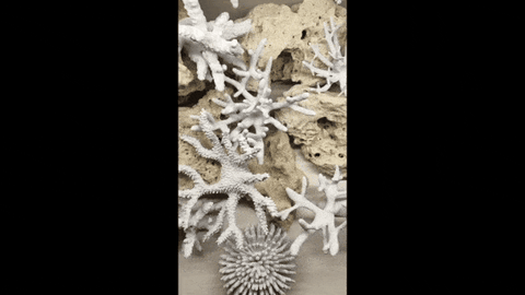 Aquakallax Magnet Korallen mit extra starkem Magnet für 12mm Glasstärke