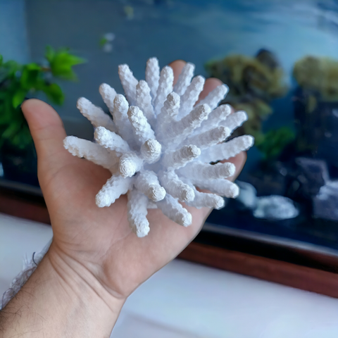 Acropora Tenuis Magnet Koralle