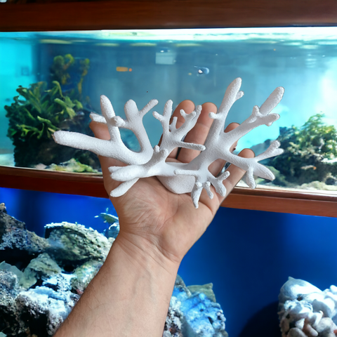 Acropora Florida Magnet Koralle