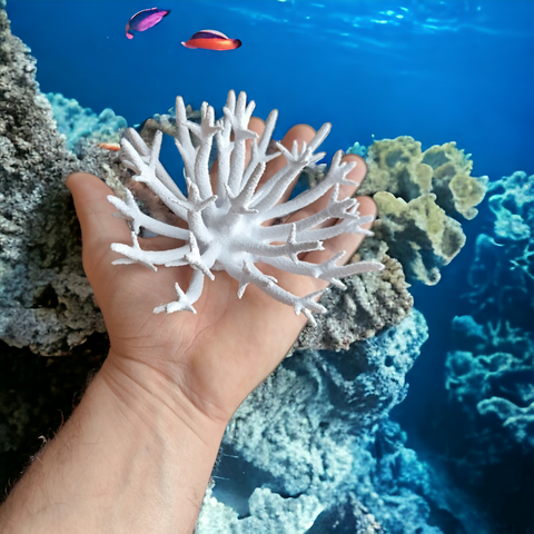 Acropora Nobilis Magnet Koralle