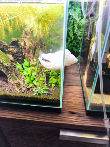 Snail shell with magnetic attachment in the aquarium as a feeding bowl