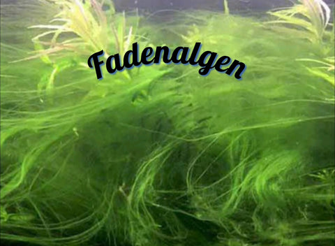 Fadenalgen im Aquarium