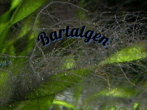 Bartalgen im Aquarium