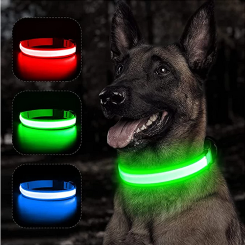 Coleira de LED exemplo em cachorro