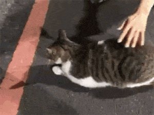 How do cats actually like to be petted?