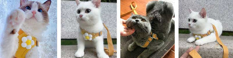 Flower Cat Harness 3 Color Cute Travel Leash Set