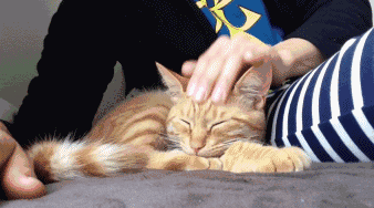 How do cats actually like to be petted?