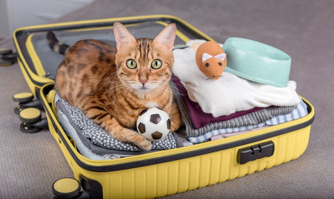 4 Tips For Traveling with a Cat