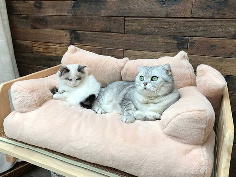 Don't miss it - Fluffy Cat Sofa