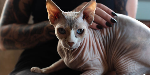 The Purr-fect Guide to Sphynx Cat Care