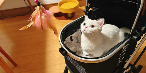 cat stroller