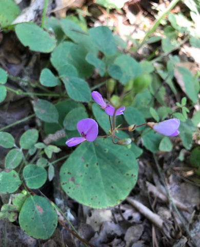 prostrate ticktrefoil with purple blooms