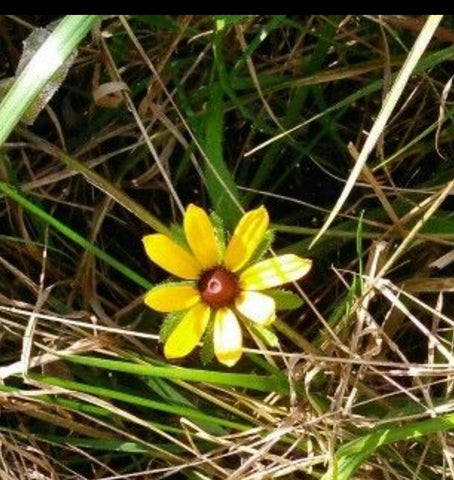 black eyed susan