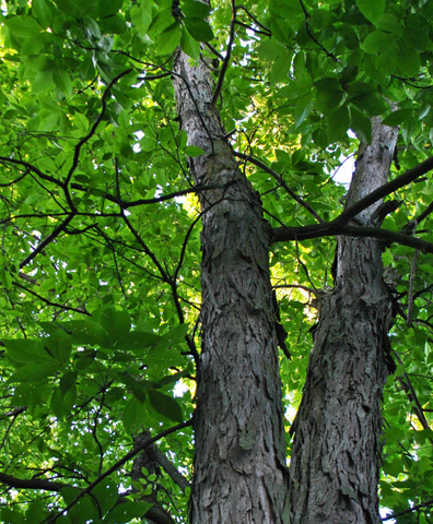 Shagbark Hickory gets its name from the distinctive peeling bark.
