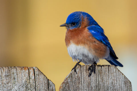 eastern bluebird sitting on a fence