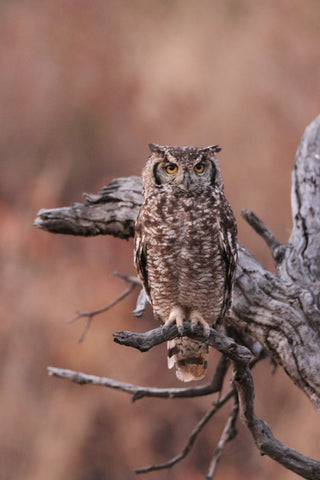 horned owl