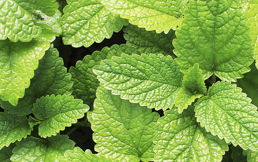 The Power of Peppermint Oil, Natural Pain Relief Remedies