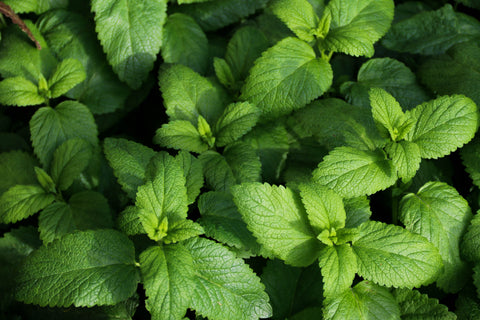 Close up of peppermint leaves