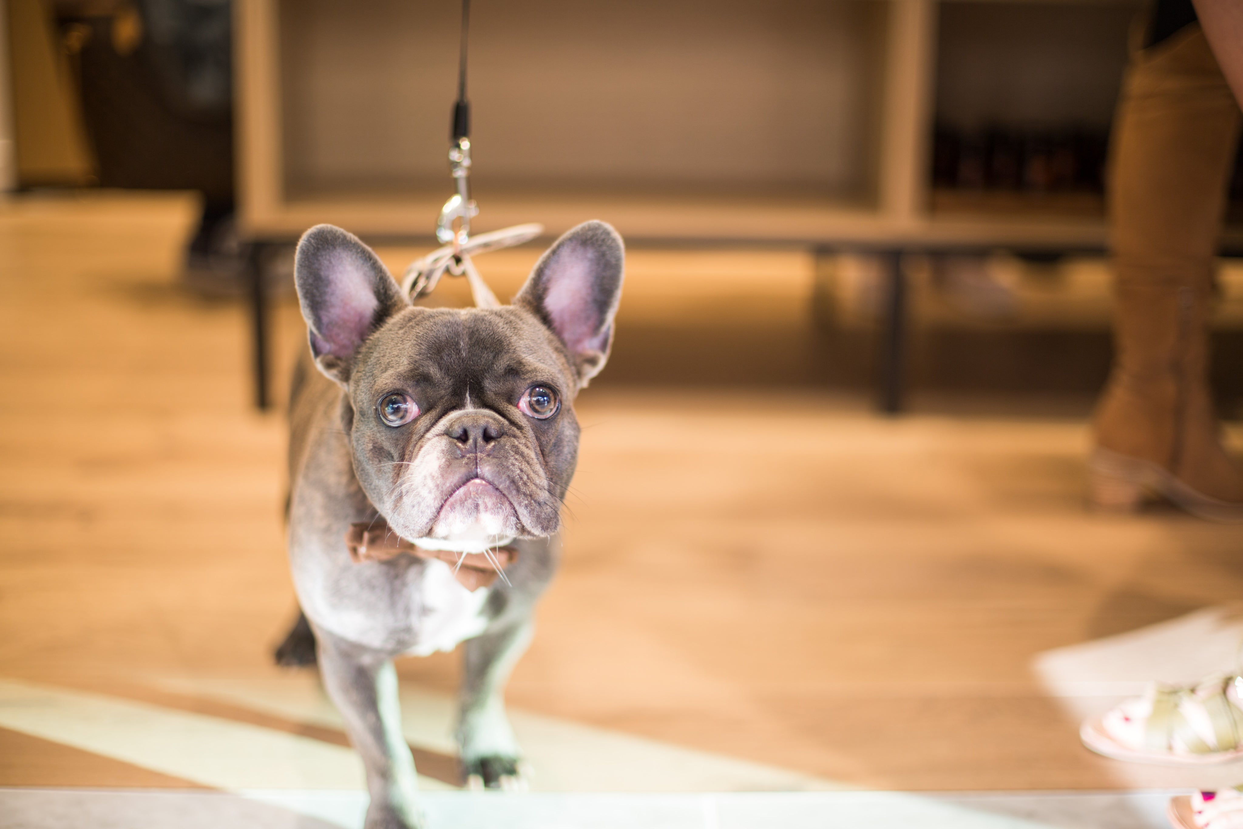 A french bulldog standing in the doors of a Saje store