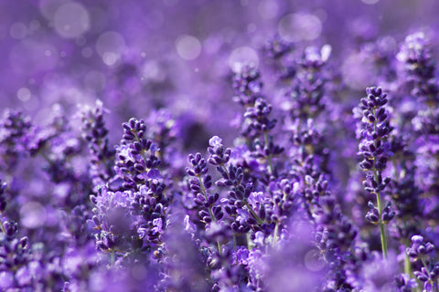 Lavender