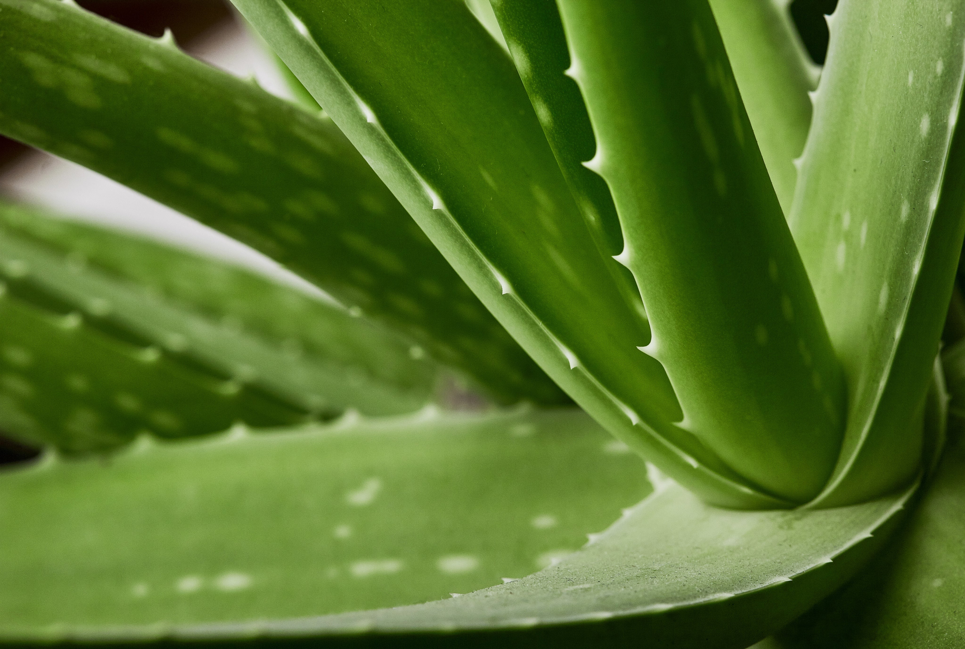 Aloe vera plant