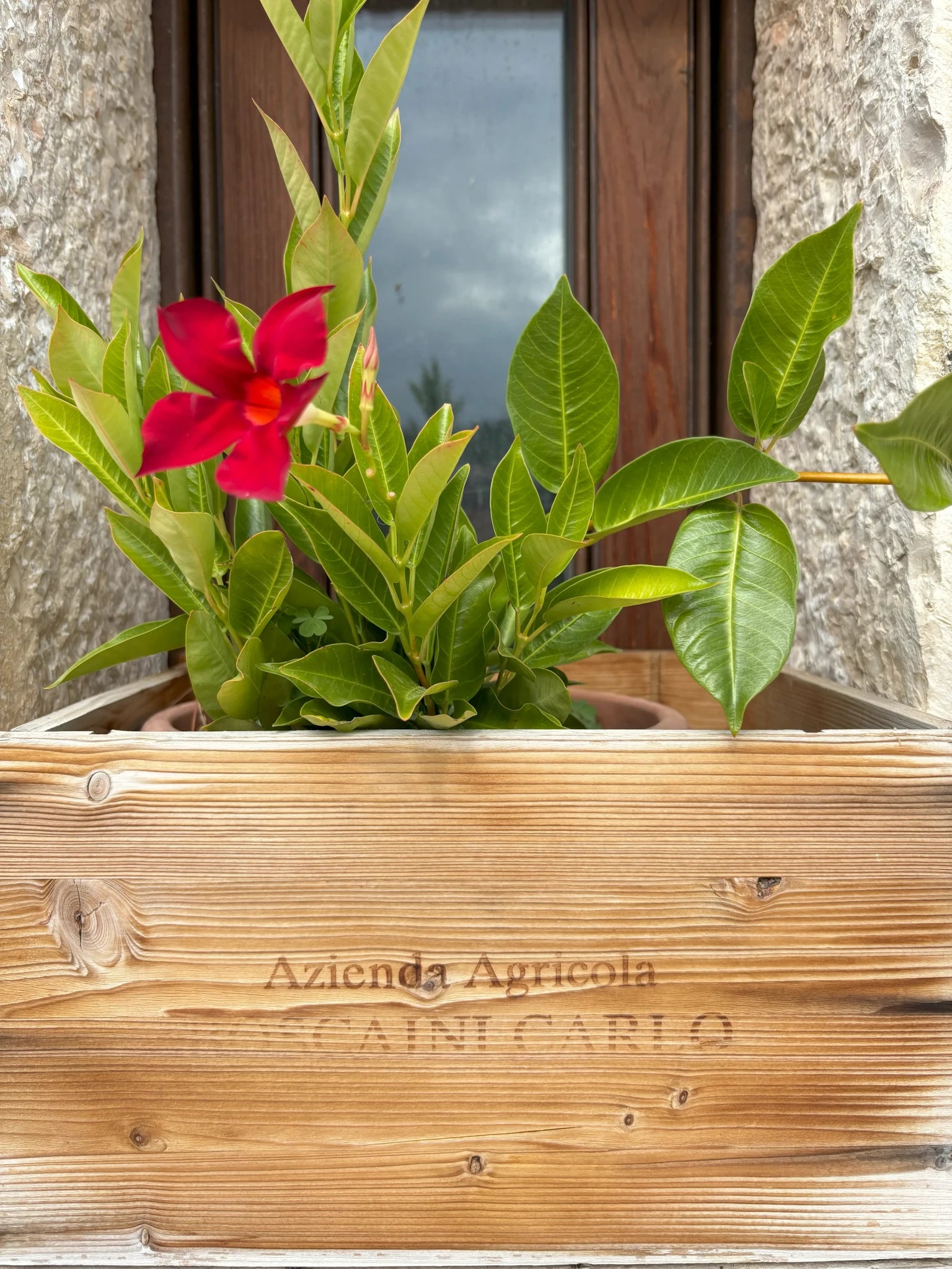 Blumendekoration vor der Boscaini Carlo Holzkiste – Ein Holzkasten mit der Aufschrift: Azienda Agricola Boscaini Carlo und eine rote Blume im Hintergrund. Perfekte Dekoration des Weinguts Boscaini Carlo.