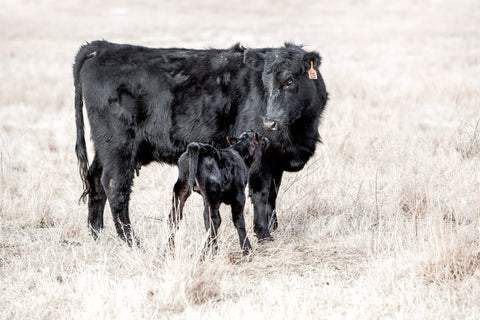 photo of a Black angus cow and newborn calf