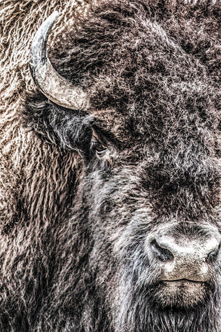 closeup photo of a bison bull face