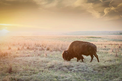 photo of a lone bison and golden sunset