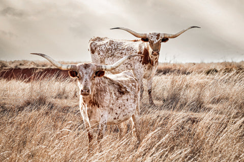 two longhorn cows in a pasture
