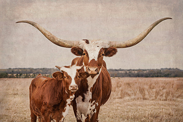 longhorn cow and calf