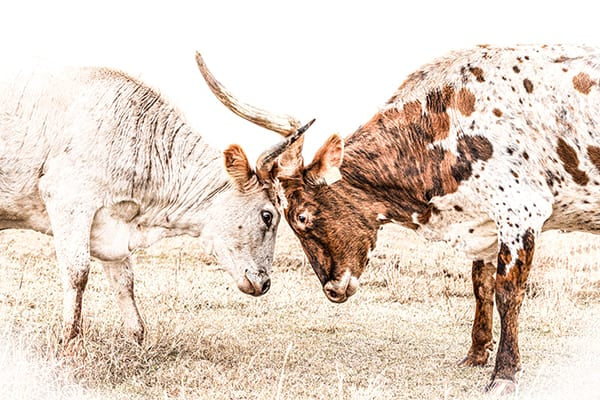 two longhorn cows face to face