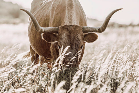 Sepia Longhorn Canvas Wall Art Paper Photo Print / 12 x 18 Inches Wall Art Teri James Photography