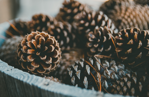 Pinecones in a bowl.