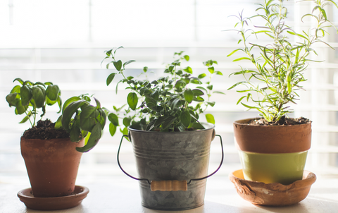 Plants in pots, in front of window.