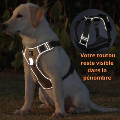 Harnais-chien-anti-traction-surveillance